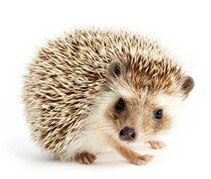 Pet Hedgehog | Rx Pet Message On Hold