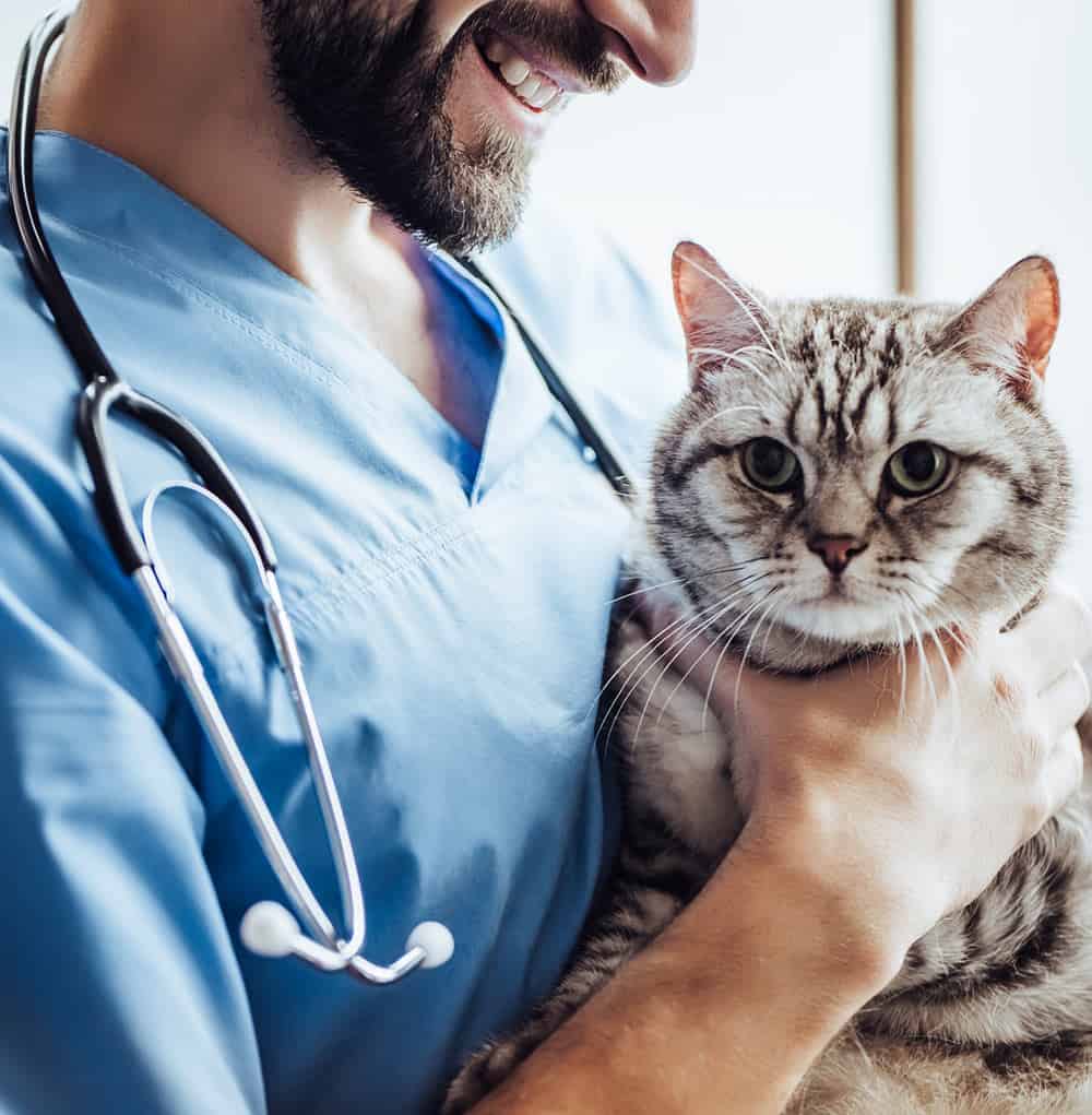 Vet with Cat | Rx Pet Message On Hold