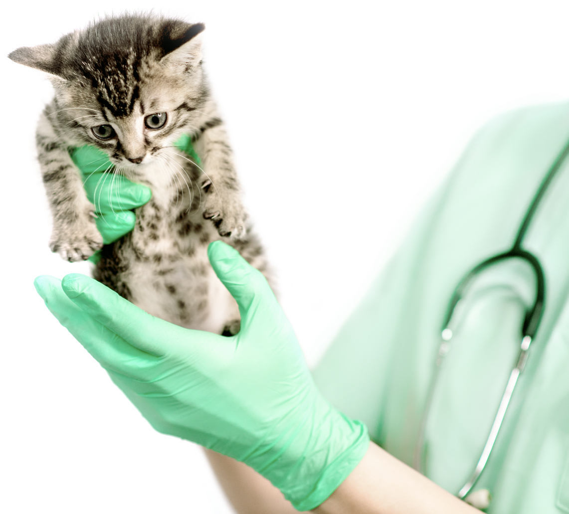 Featured image for “Build Trust and Grow Your Veterinary Practice with Smart Branding”